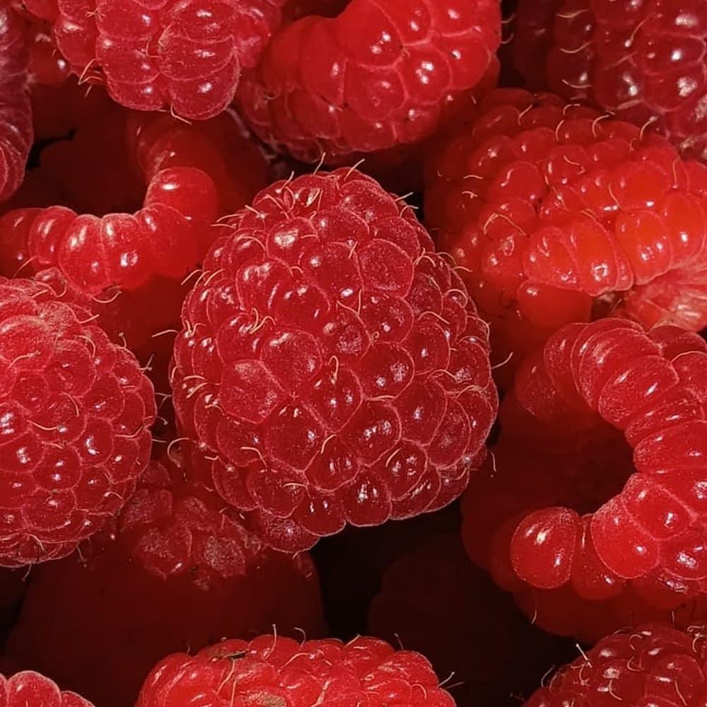 Mermelada de Frambuesa — Mermelada Orgánica de Frambuesa