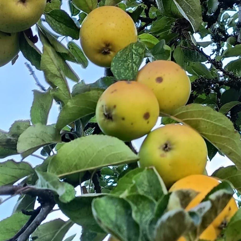 Mermelada de Manzana limona — Mermelada Orgánica de Manzana Limona