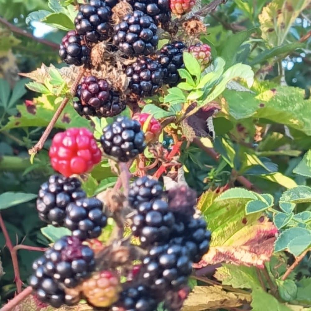 Mermelada de Mora silvestre — Mermelada Orgánica de Mora