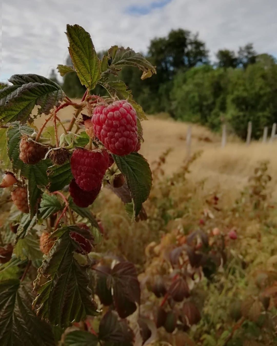 Mermeladas artesanales y organicas La Tita de Runca