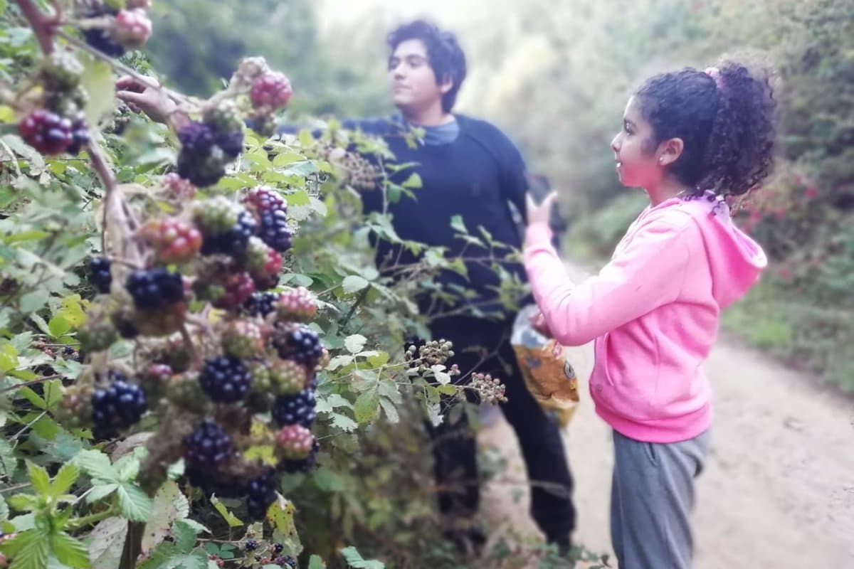 Recolección manual de frutos silvestres en los bosques de Runca