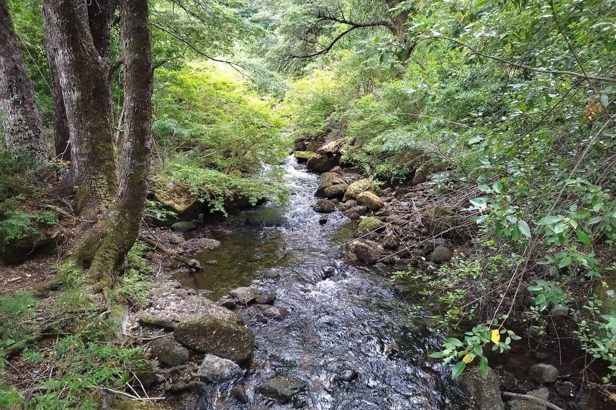 Hermoso río y vegetación de la selva valdiviana en Runca